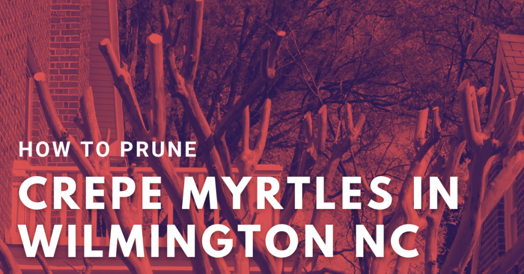 How to Prune Crepe Myrtles in Wilmington NC