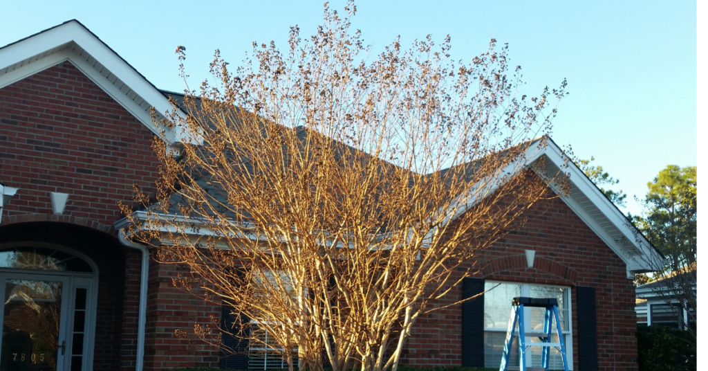 How and When to Prune Crepe Myrtles in Wilmington NC | Vinedresser