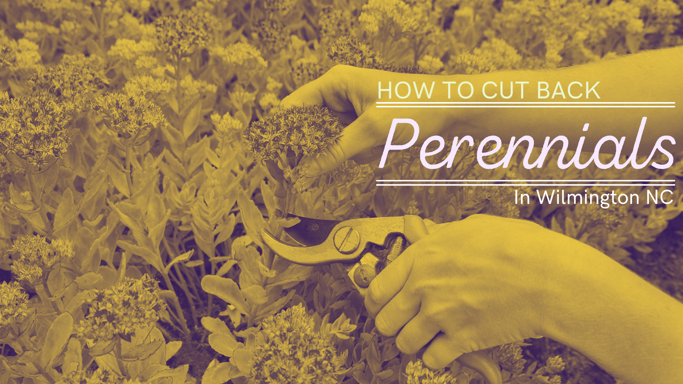 How to Cut Back Perennials in Wilmington NC