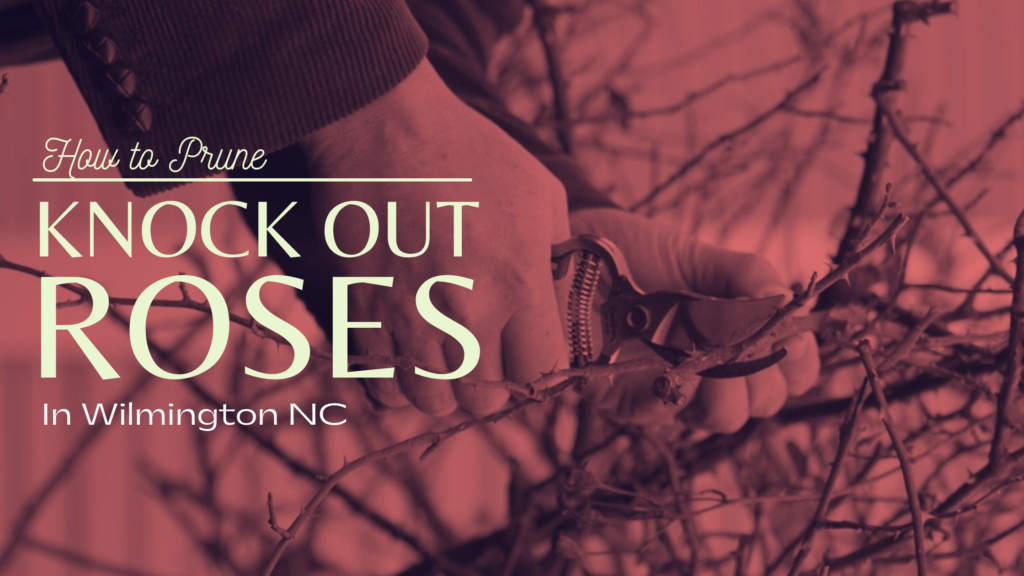 How to Prune Knock Out Rose in Wilmington NC