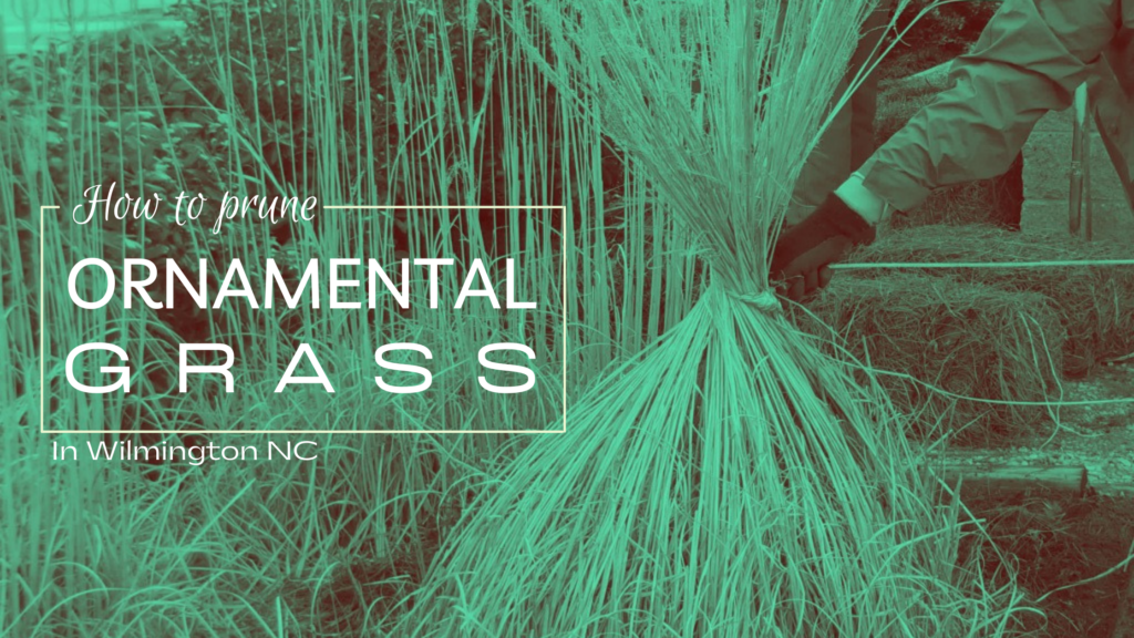 How to Prune Ornamental Grass in Wilmington NC