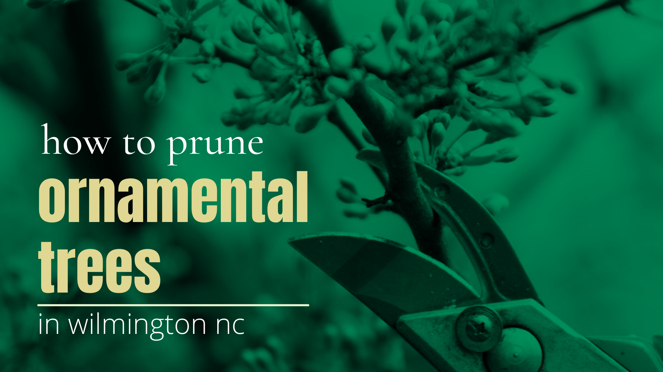how to prune ornamental trees