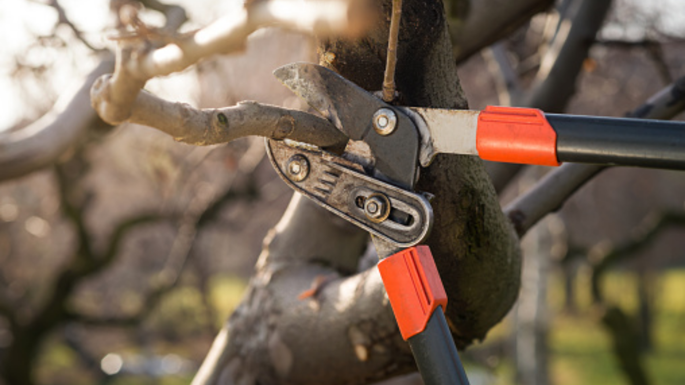 How to Prune Ornamental Trees in Wilmington NC