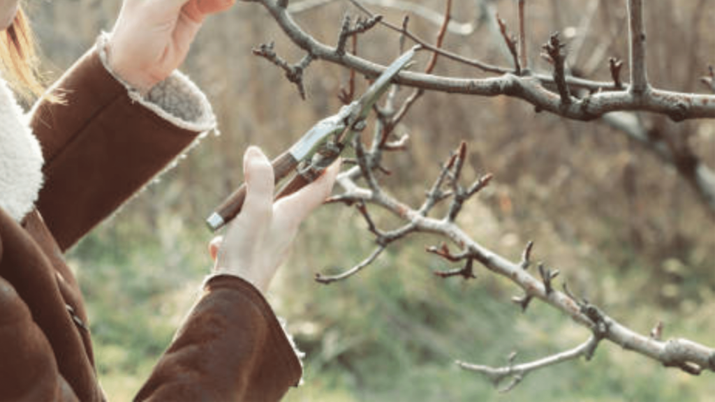 How to Perform Rejuvenation Pruning in Wilmington NC