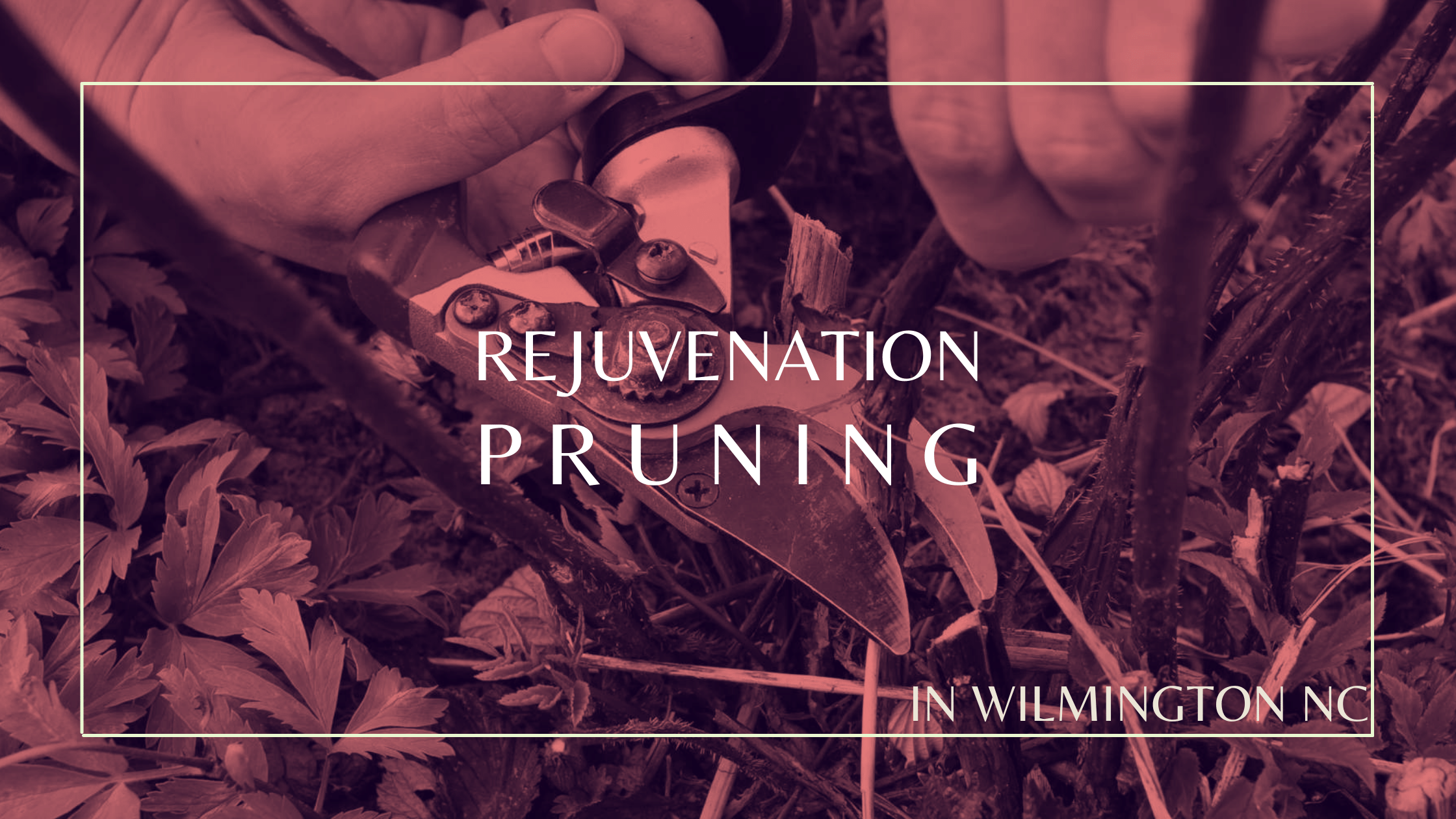 Rejuvenation Pruning in Wilmington NC