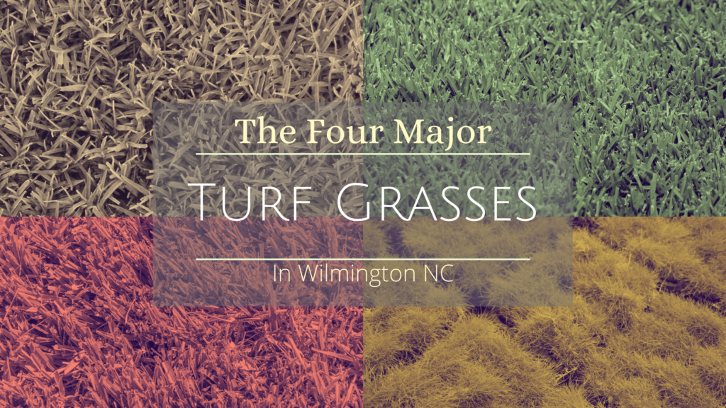 The Four Major Turf Grasses in Wilmington NC