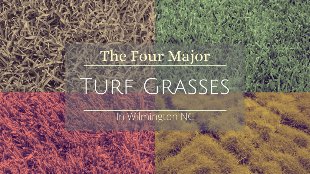 Turf Grass in Wilmington NC | Vinedresser Lawn & Landscape