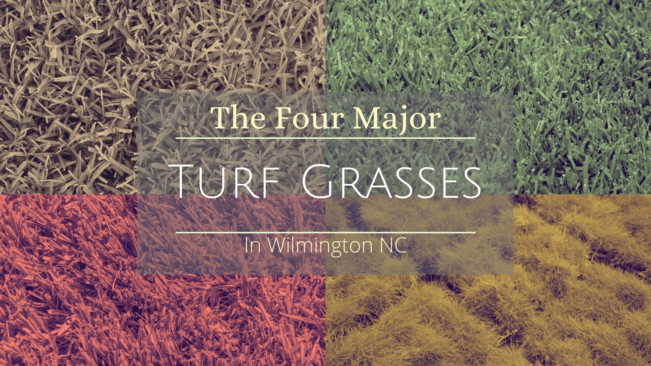 Four Major Turf Grass