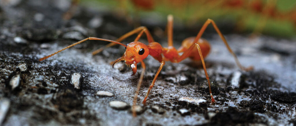 Fire Ant Control In Wilmington, Leland & Hampstead NC