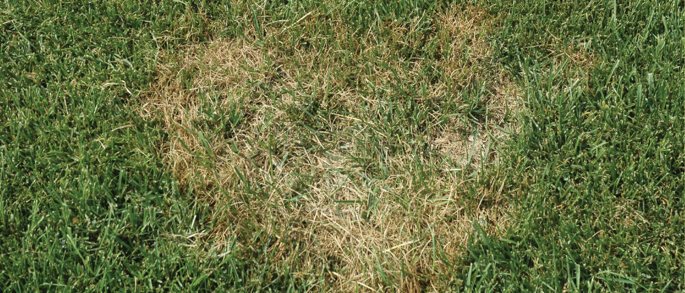 Lawn Disease & Fungus Control in Wilmington, Leland, Hampstead NC