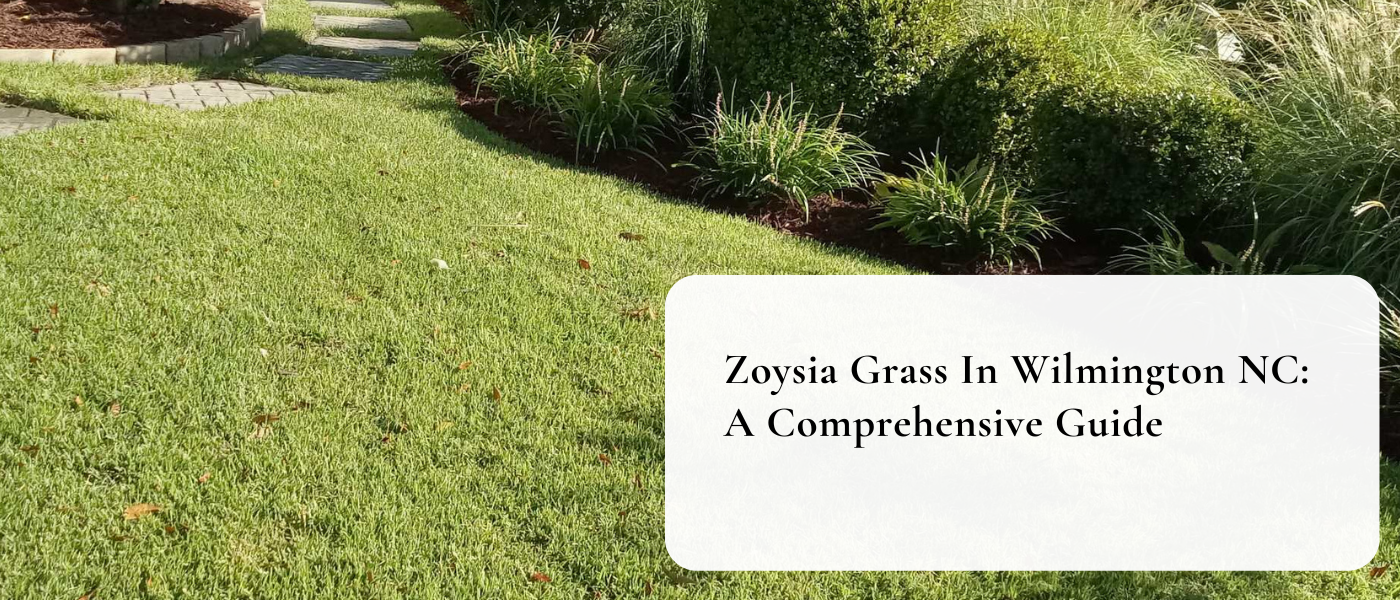 Zoysia Grass In Wilmington NC