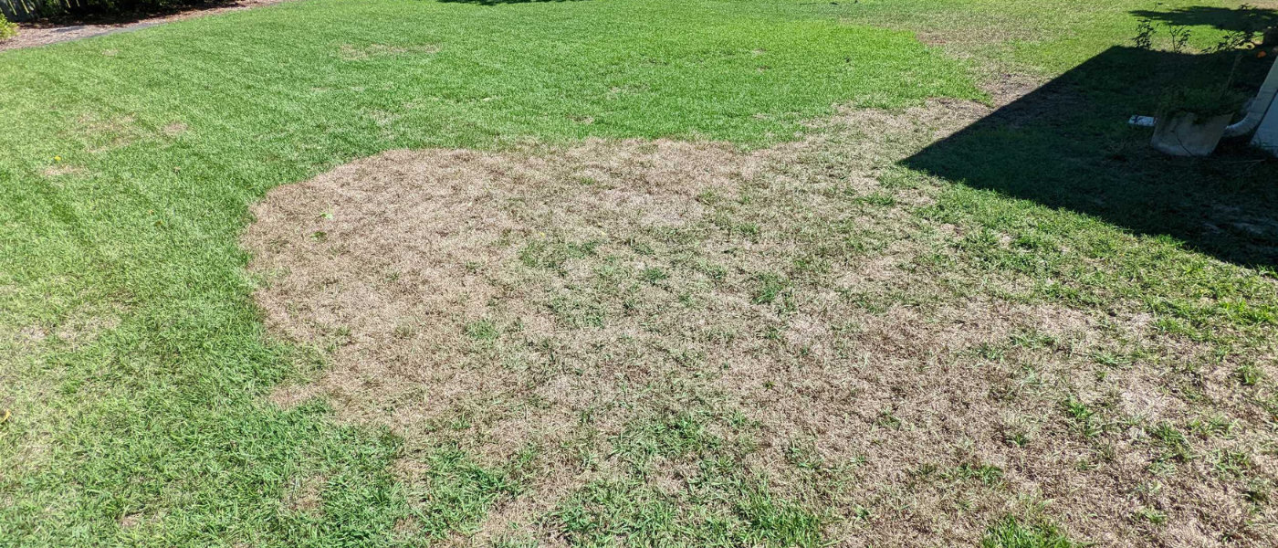 lawn disease in Wilmington, Leland & Hampstead NC