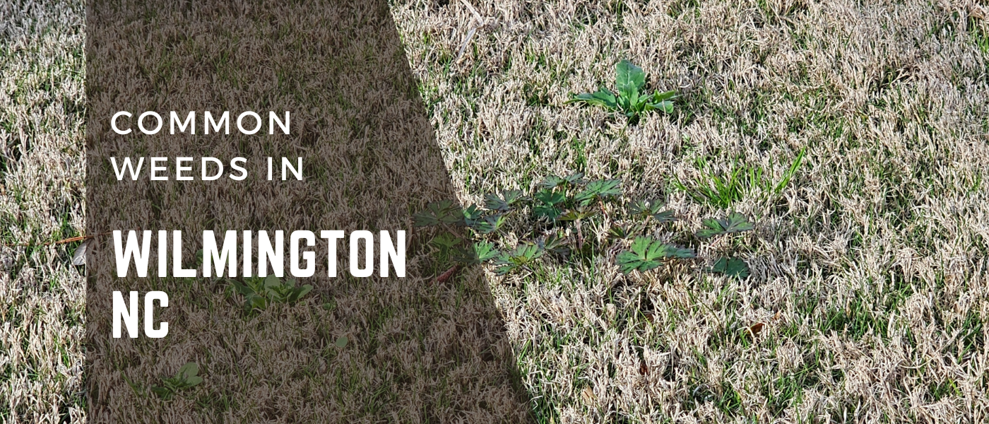 Common Weeds in Wilmington NC