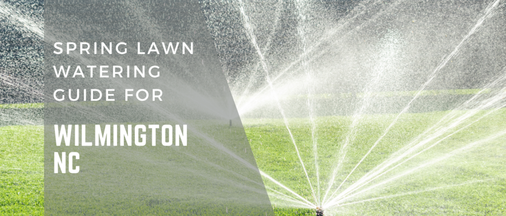 Spring Lawn Watering Guide