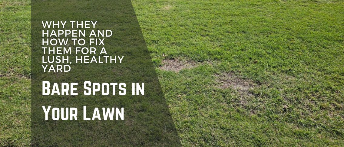 Bare Spots in Your Lawn