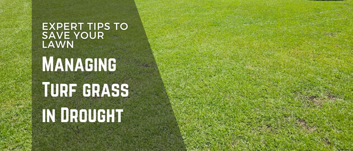 Managing Turf grass in Drought