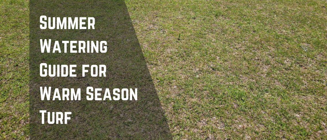 Summer Watering Guide for Warm Season Turf