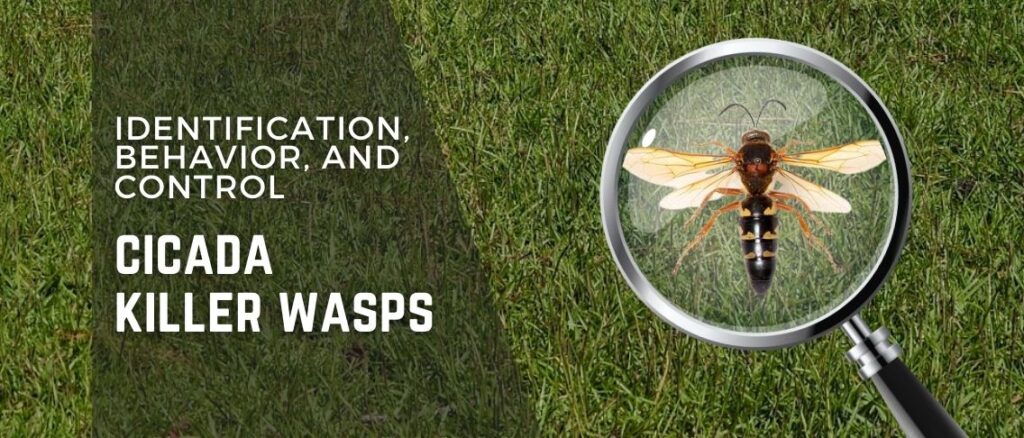 Cicada Killer Wasps: Identification, Behavior, and Control