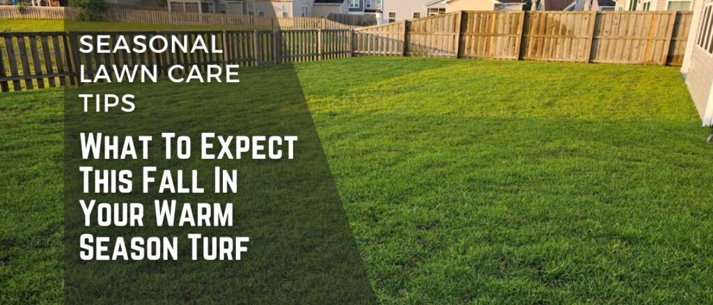 What To Expect This Fall In Your Warm Season Turf: Seasonal Lawn Care Tips