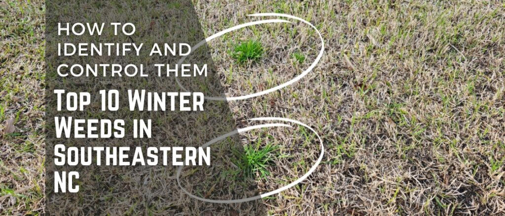 Top 10 Winter Weeds in Southeastern NC: How to Identify & Control Them