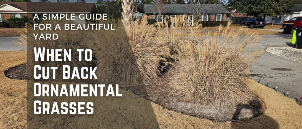 When to Cut Back Ornamental Grasses: A Simple Guide for a Beautiful Yard