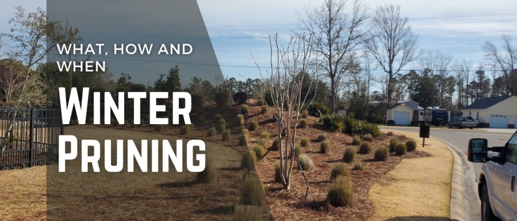 Winter Pruning: What, How & When