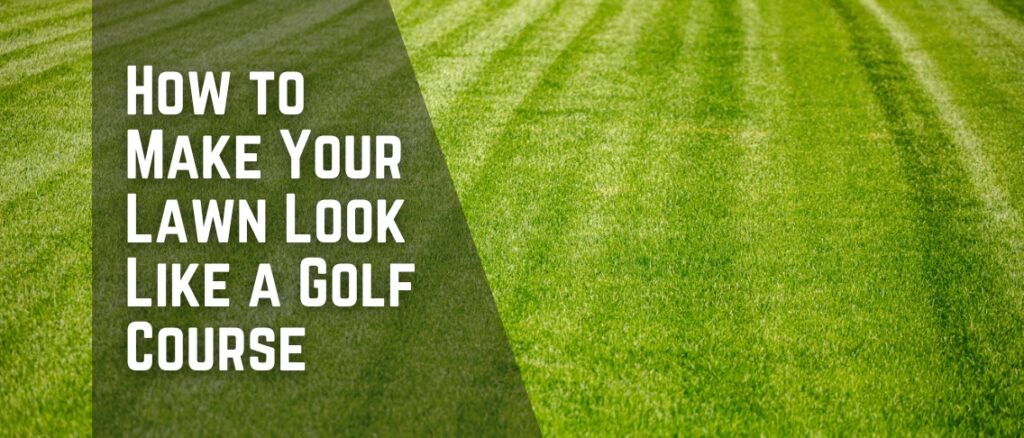 How to Make Your Lawn Look Like a Golf Course