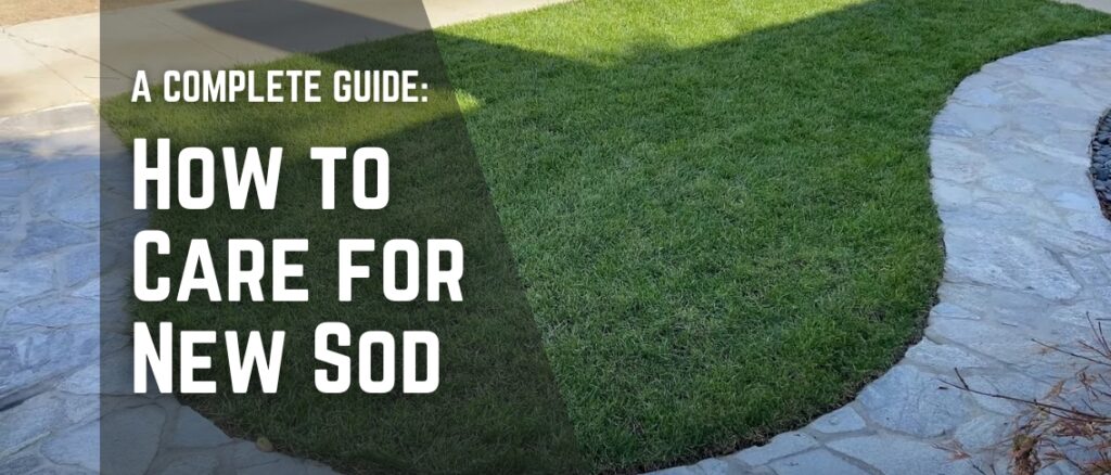 How to Care for New Sod: A Complete Guide