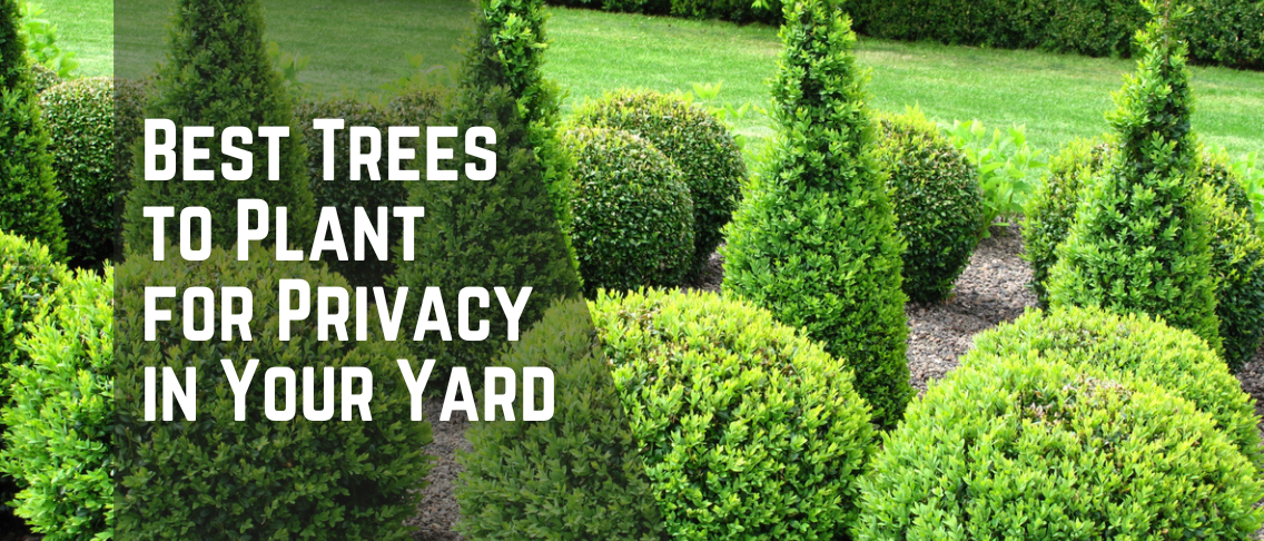 Best Trees to Plant for Privacy in Your Yard