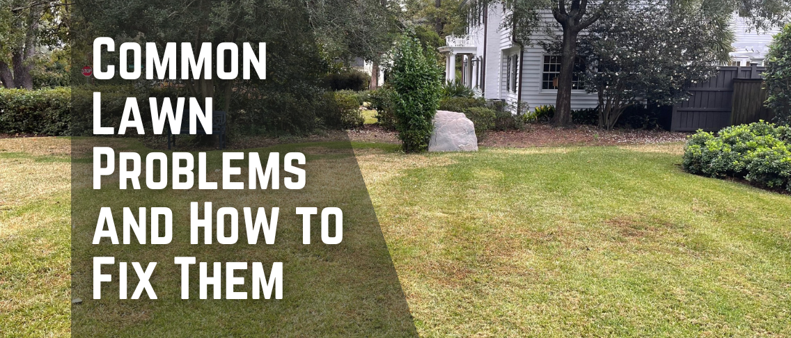 Common Lawn Problems and How to Fix Them
