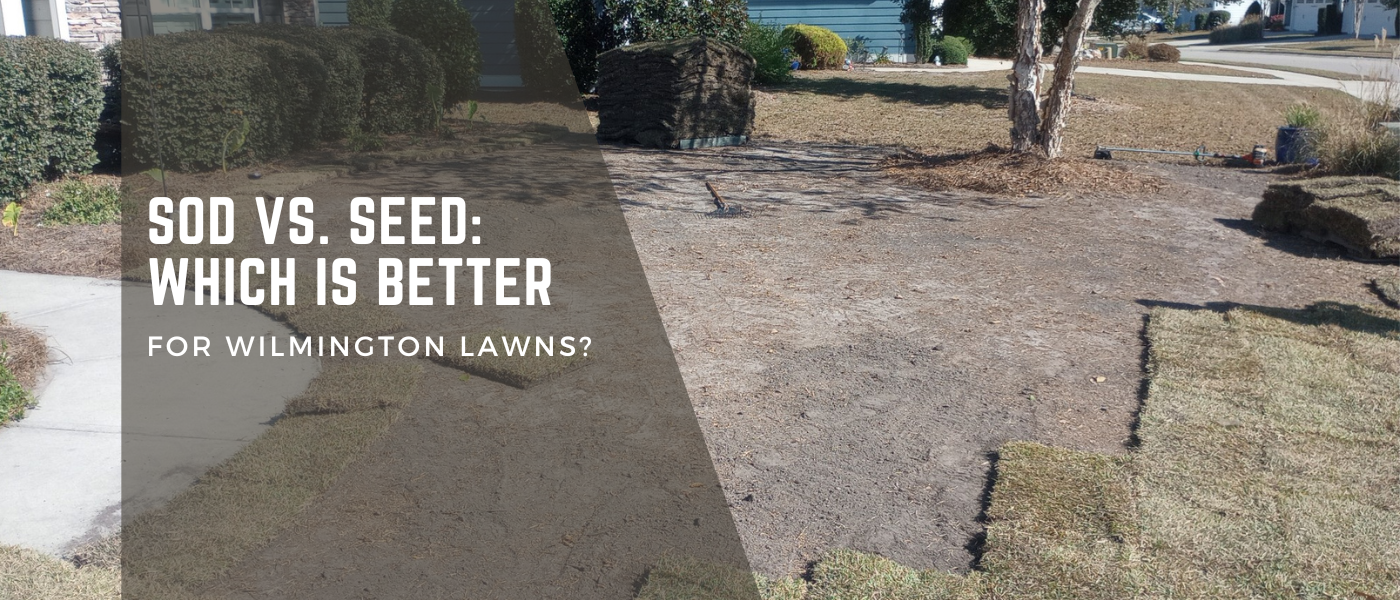 Sod vs. Seed: Which Is Better for Wilmington Lawns?